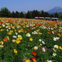 とっとり花回廊