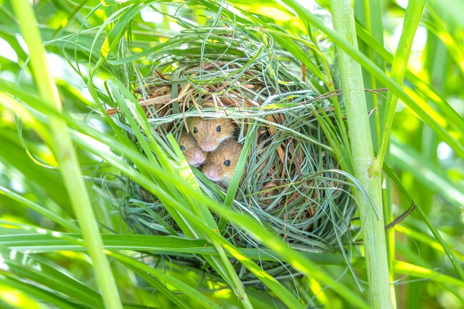 福田幸広　動物写真展　招待券5組10名様にプレゼント！（日南町美術館）   