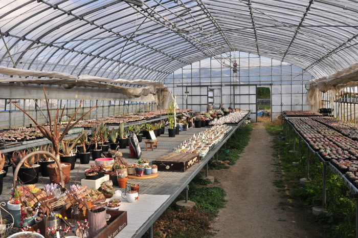ワクワクさせる個性豊かな多肉植物＜飯塚農園＞出雲