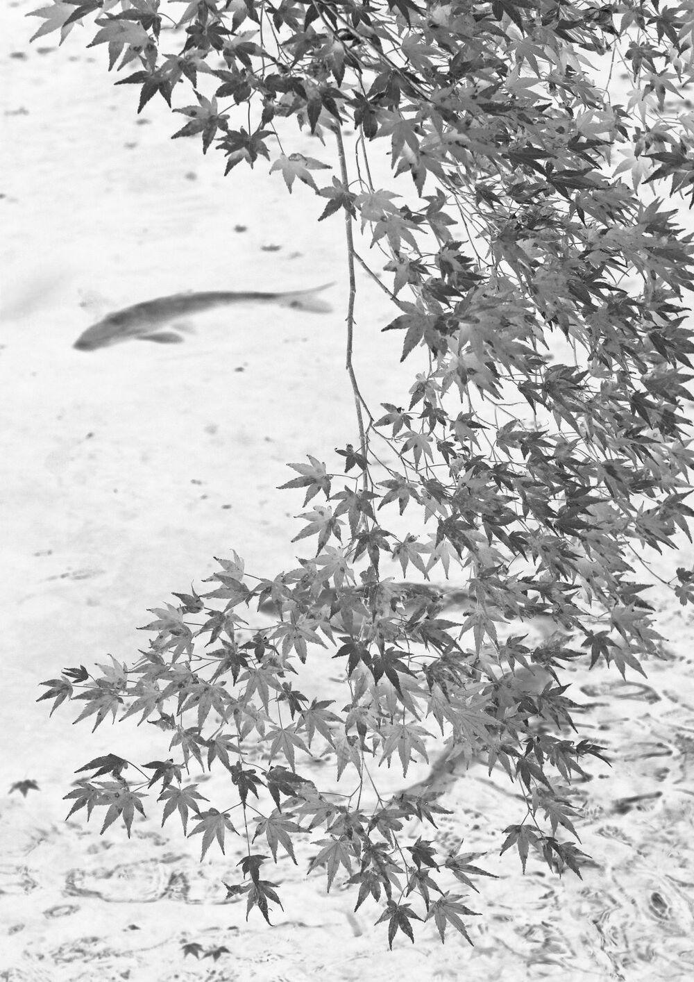 全日本写真連盟浜田支部「会員写真展2025」