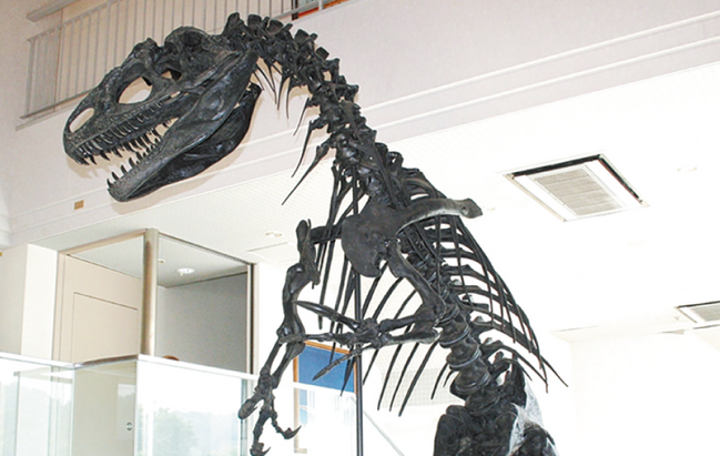 R_16多根自然博物館