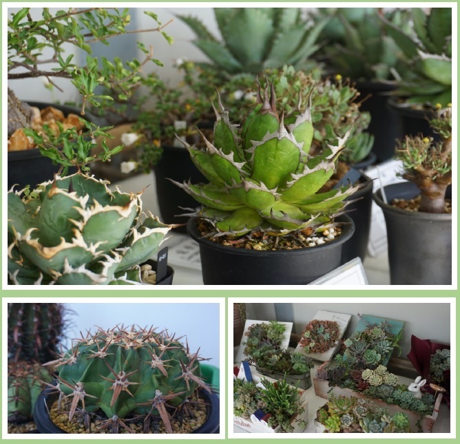サボテン・多肉植物展