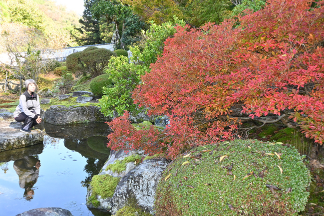 R雲南市木次町平田、石照庭園24.11.15