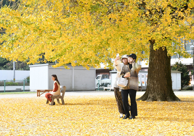 R旧日野上小学校の大イチョウ(鳥取県日南町三栄23.11.17