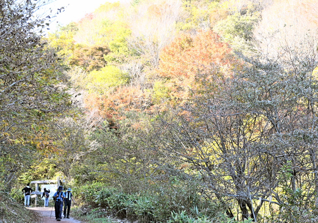 R三瓶山の登山道‖大田市三瓶町24.11.9