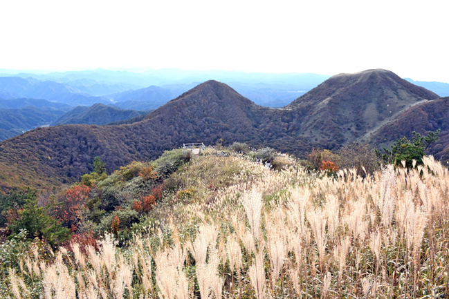 R女三瓶山の山頂に広がるススキや紅葉‖大田市三瓶町24.11.9