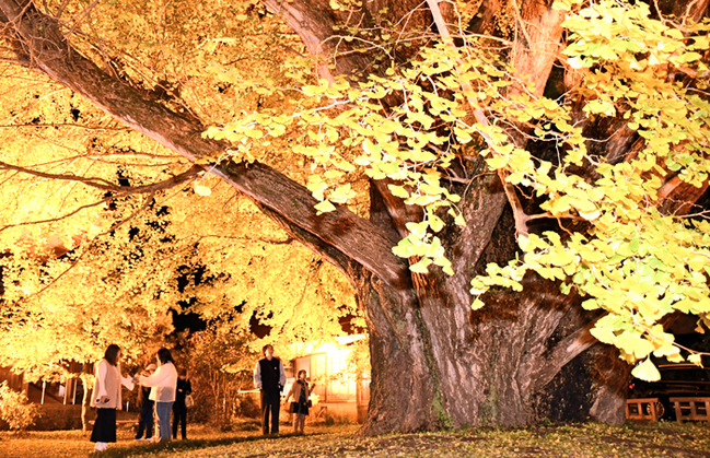 R浄善寺(大田市三瓶町23.11.17