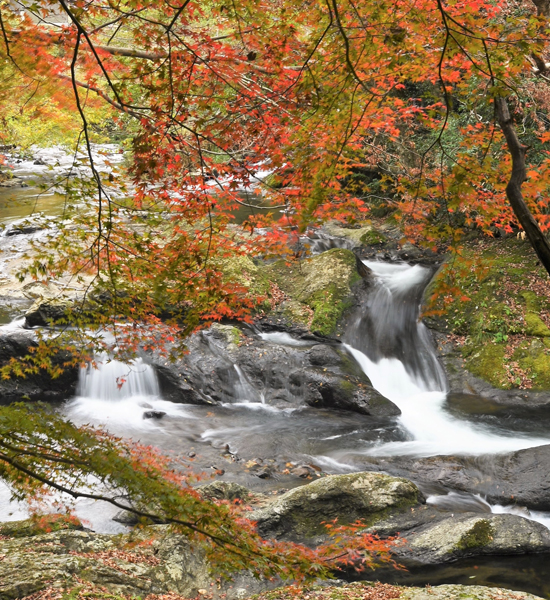 R八重滝の紅葉‖雲南市掛合町入間23.11.16