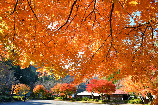 R匹見峡レストパーク(益田市匹見町匹見)22.11.9
