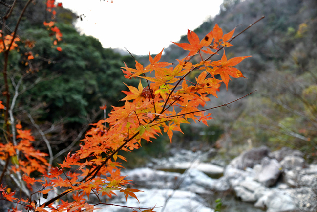 R表匹見峡(益田市匹見町匹見23.11.15