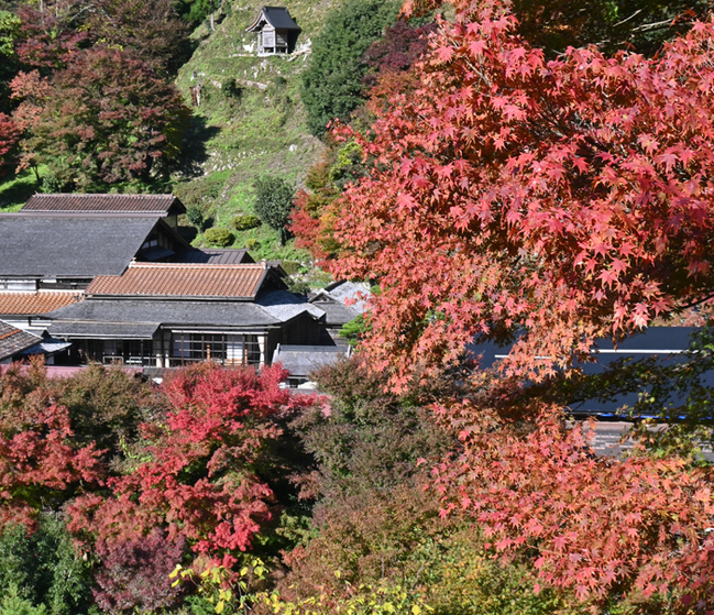R櫻井家住宅周辺の紅葉‖島根県奥出雲町上阿井24.11.14