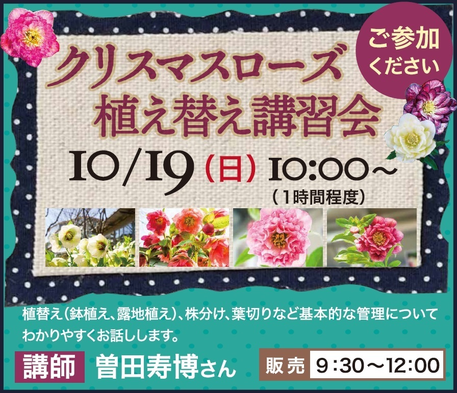 クリスマスローズ植え替え講習会