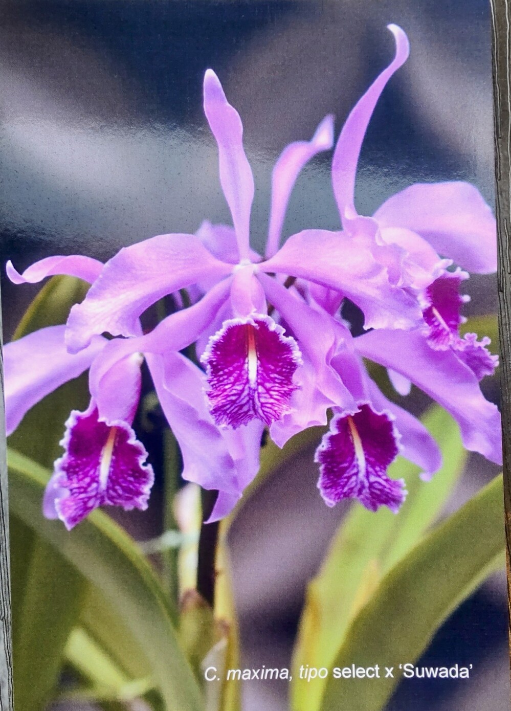 米子洋らんの会　第１０１回　洋らん展