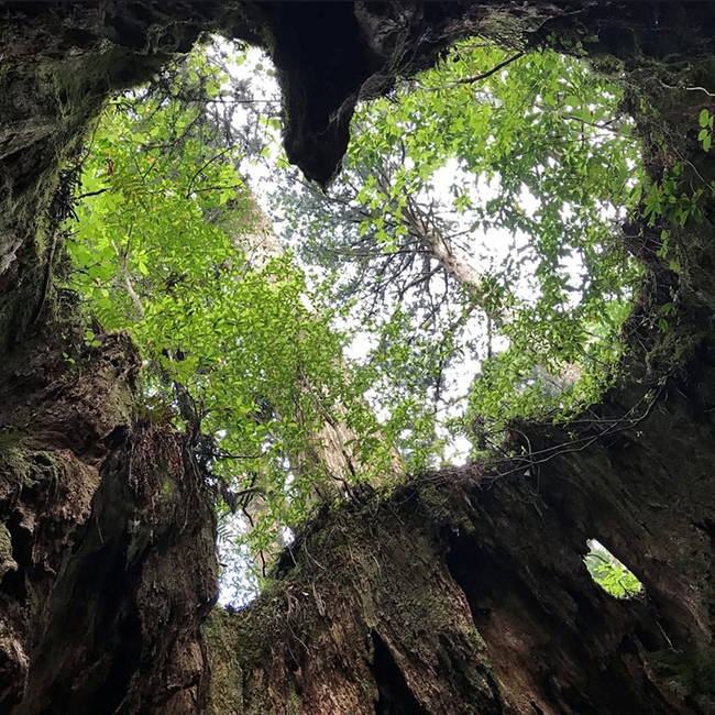 1120_コラム・屋久島2