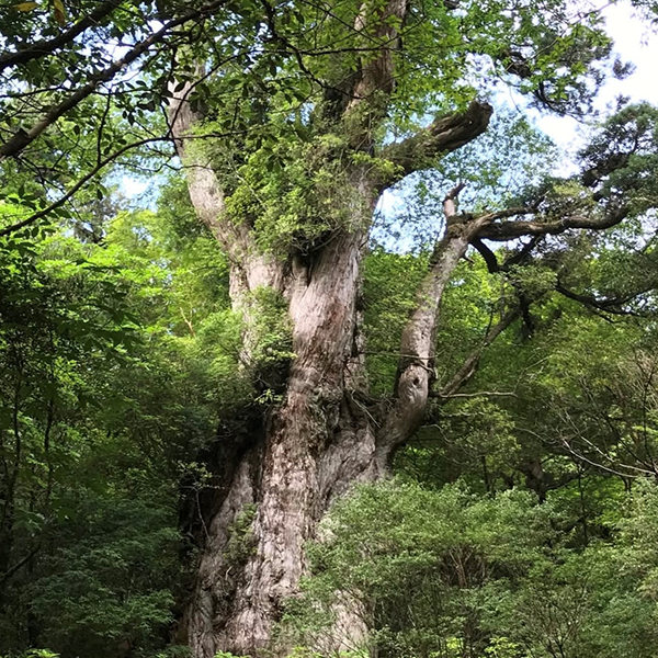 1120_コラム・屋久島3