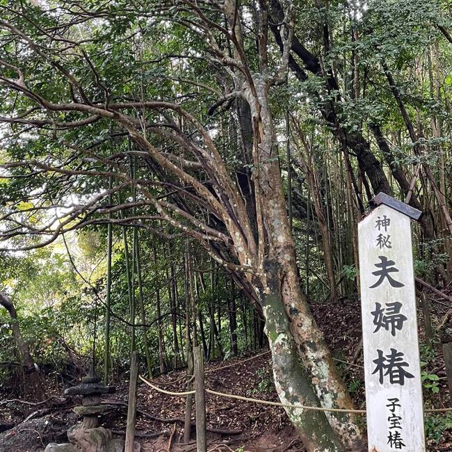 R1123ばけバス5八重垣6