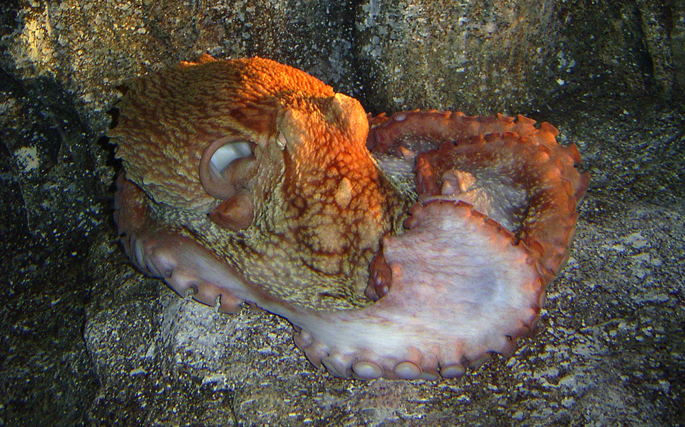 アクアス出張教室in出雲科学館　色が変わる！？白色のイカと赤色のタコ