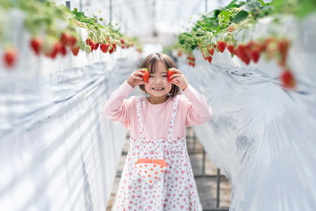 【君田いちごハウス】 ” いちご狩り30分食べ放題 ” 招待券を2名様にプレゼント！／有限会社 平田観光農園