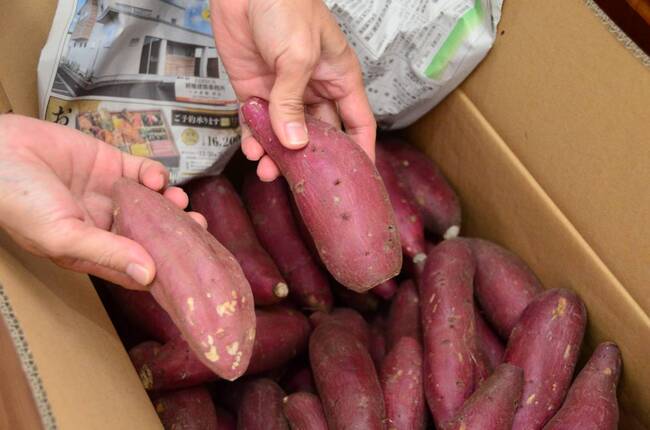 こいもやサツマイモ保存