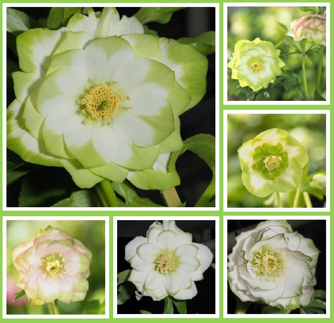 クリスマスローズ展