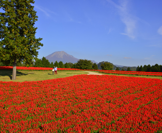 とっとり花回廊