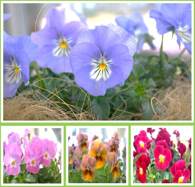 春を呼ぶ ♪　パンジー・ビオラ展