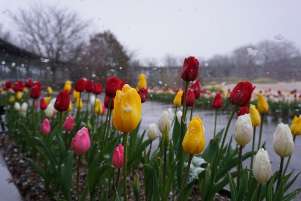 冬咲きチューリップ抜き取り体験