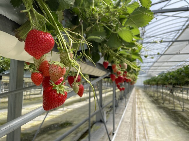 【田中農園】” いちご狩り30分食べ放題 ” 招待券(大人1人分)を3名様にプレゼント！