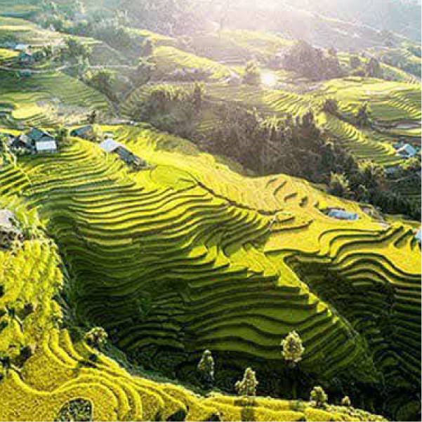 202603_ベトナム_サパ　棚田