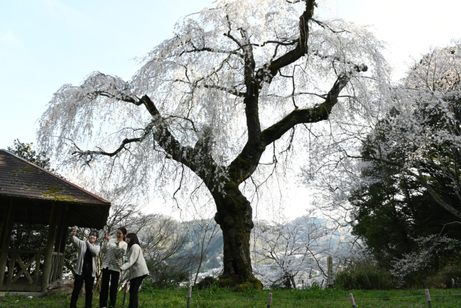 Rみろく公園のしだれ桜（島根県吉賀町六日市／藤本ちあき撮影）20244.5