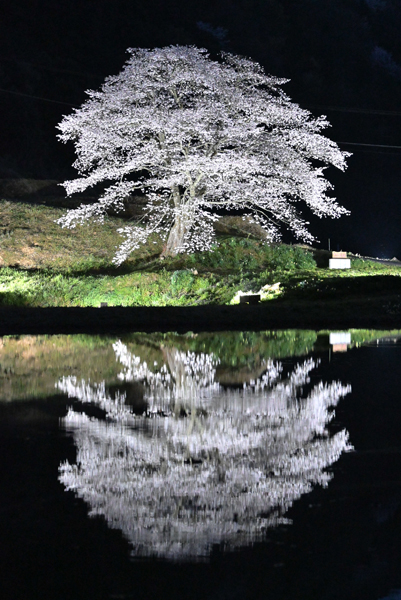 Rライトアップで水面に映える井川の一本桜‖浜田市三隅町下古和4.9