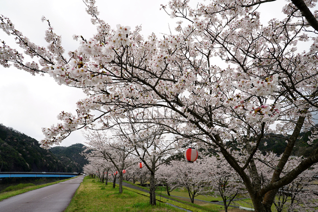 R因原堤防（島根県川本町因原／佐伯学撮影）202444