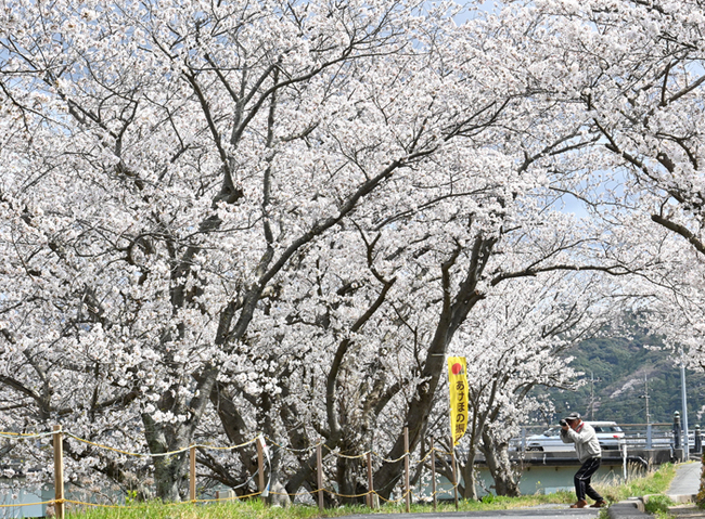 R益田川沿いの桜並木（益田市あけぼの本町／堀尾珠里花撮影）4.3
