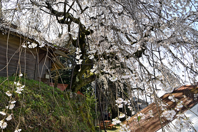 R岩栃しだれ桜（益田市岩倉町／中山竜一撮影）20244.5