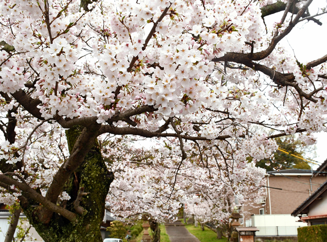 R喜多八幡宮前（大田市大田町／勝部浩文撮影）202444