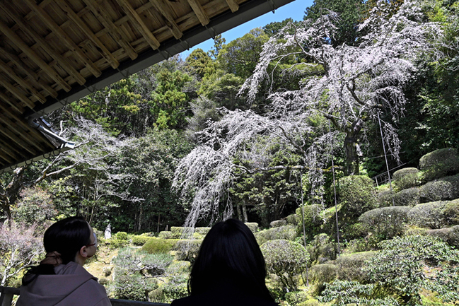 R見ごろを迎えた医光寺のしだれ桜を眺める来観者‖益田市染羽町、同寺20243.28