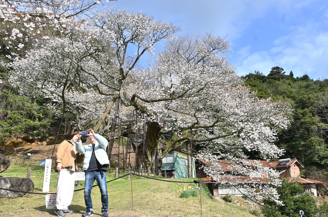 R三隅大平桜（浜田市三隅町矢原／宮廻裕樹撮影）4.3