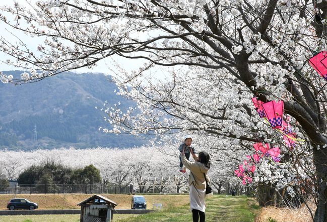 R三瓶川土手の桜並木‖２０２５年４月４日、大田市長久町