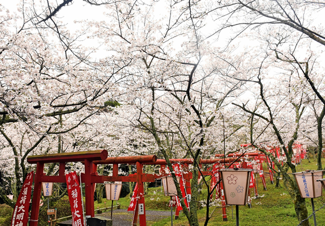 R刺鹿神社の桜‖２０２４年４月４日、大田市久手町