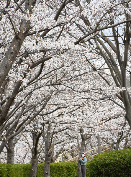 R仁摩健康公園の桜‖２０２５年４月２日、大田市仁摩町天河内