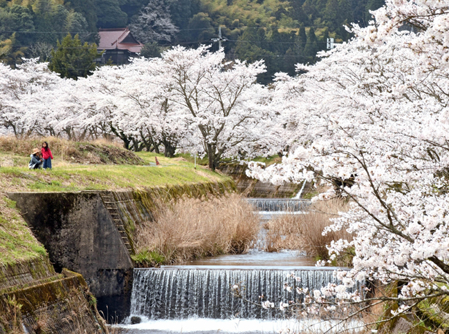 R祖式川沿いの桜並木‖２０２４年４月５日、大田市祖式町