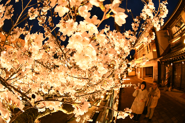 Rライトアップされた夜桜を楽しむ観光客‖松江市玉湯町玉造、玉造温泉（魚眼レンズを使用）4.3