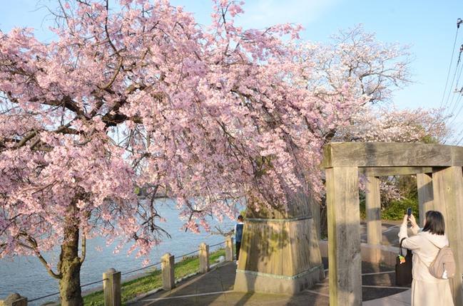 R見頃を迎えた源助桜‖松江市八軒屋町、八軒屋公園20244.5