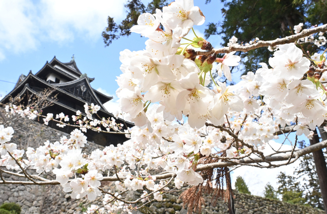 R松江城天守を背景に咲く桜＝松江市殿町、松江城山公園4.3