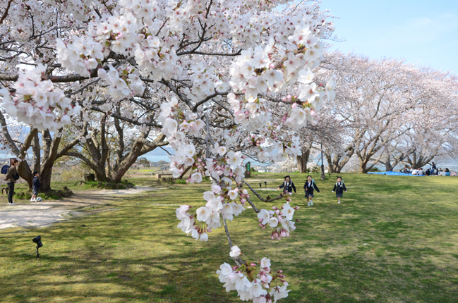 R真新しいランドセルで桜の下を駆ける子どもたち‖大塚山公園、松江市八束町波入20244.5