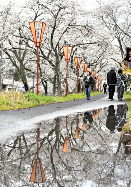 R斐伊川堤防桜並木（雲南市木次町木次／福間崇広撮影）4.3