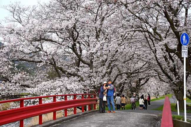 R法勝寺川土手（鳥取県南部町法勝寺／藤本みのり撮影）20244.5