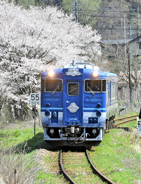 R木次線沿線に咲く桜の下を走る観光列車「あめつち」‖７日午後１時１０分、雲南市木次町寺領20240407