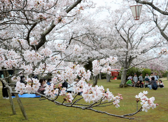 R湊山公園‖米子市20230327