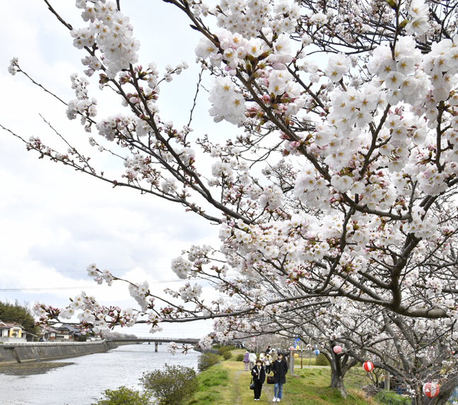 RR敬川沿いの桜を観賞する来場者＝江津市敬川町3.30